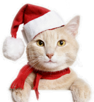 a kitty santa